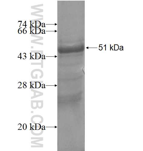 FNDC4 fusion protein Ag4550 SDS-PAGE