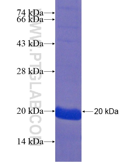 FNDC5 fusion protein Ag21256 SDS-PAGE