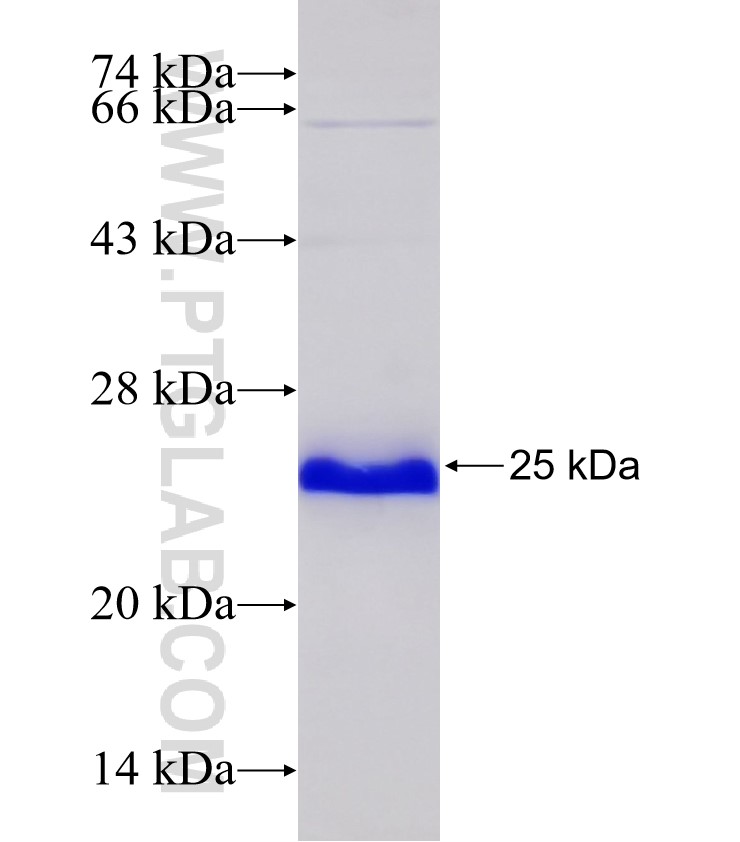 FOS fusion protein Ag32742 SDS-PAGE