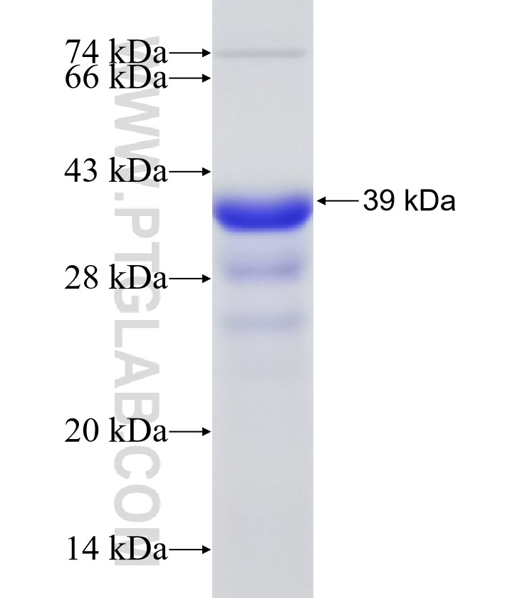 FOXC2 fusion protein Ag33121 SDS-PAGE