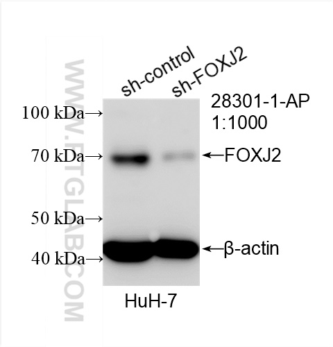 WB analysis of HuH-7 using 28301-1-AP