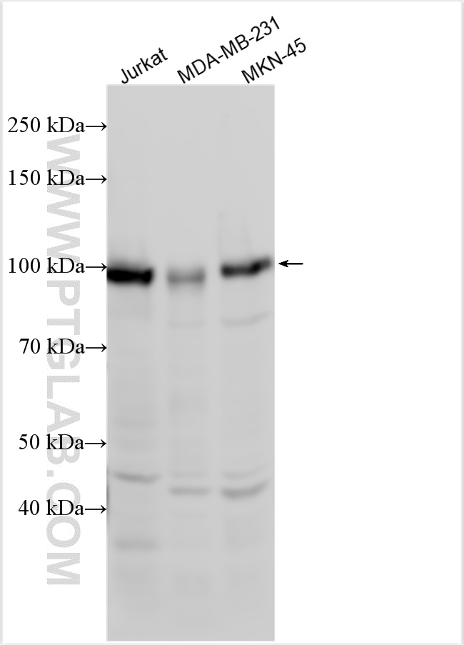 WB analysis using 29338-1-AP