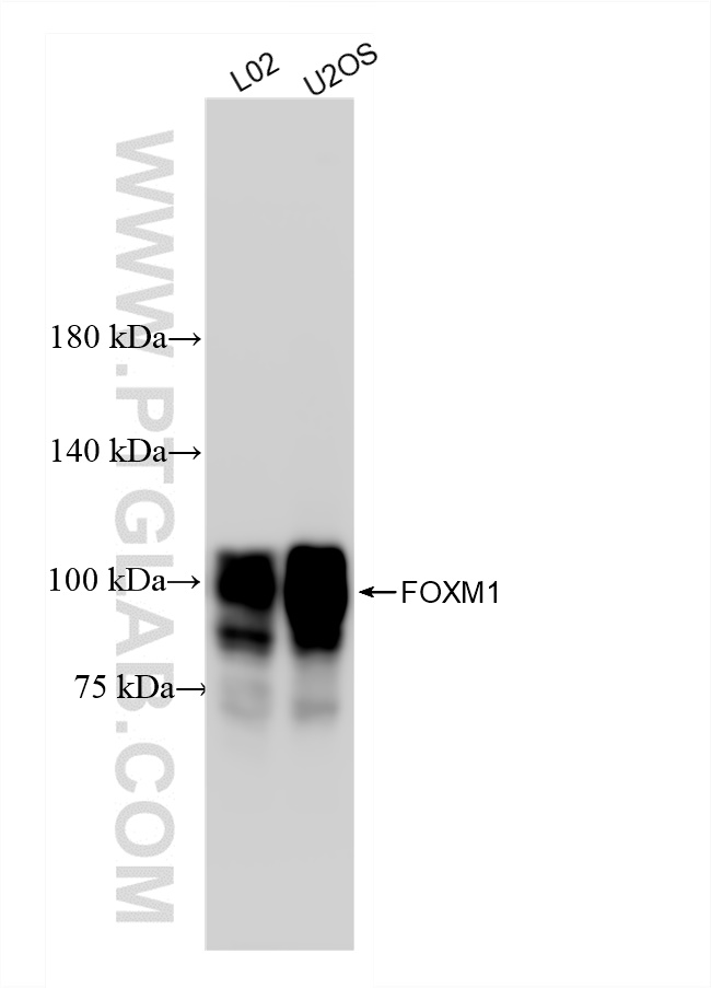 WB analysis using 84681-1-RR