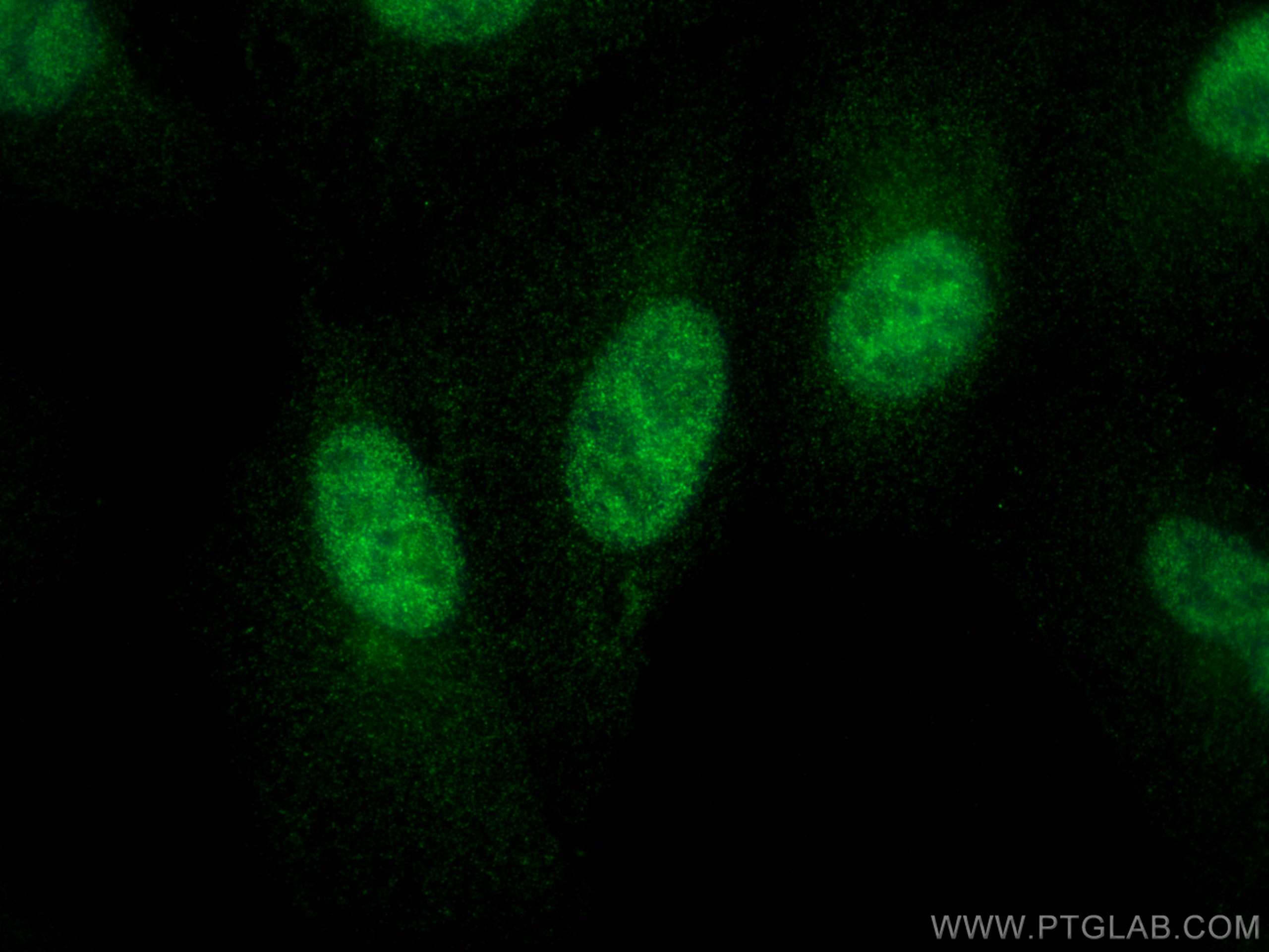 IF Staining of A549 using 19122-1-AP