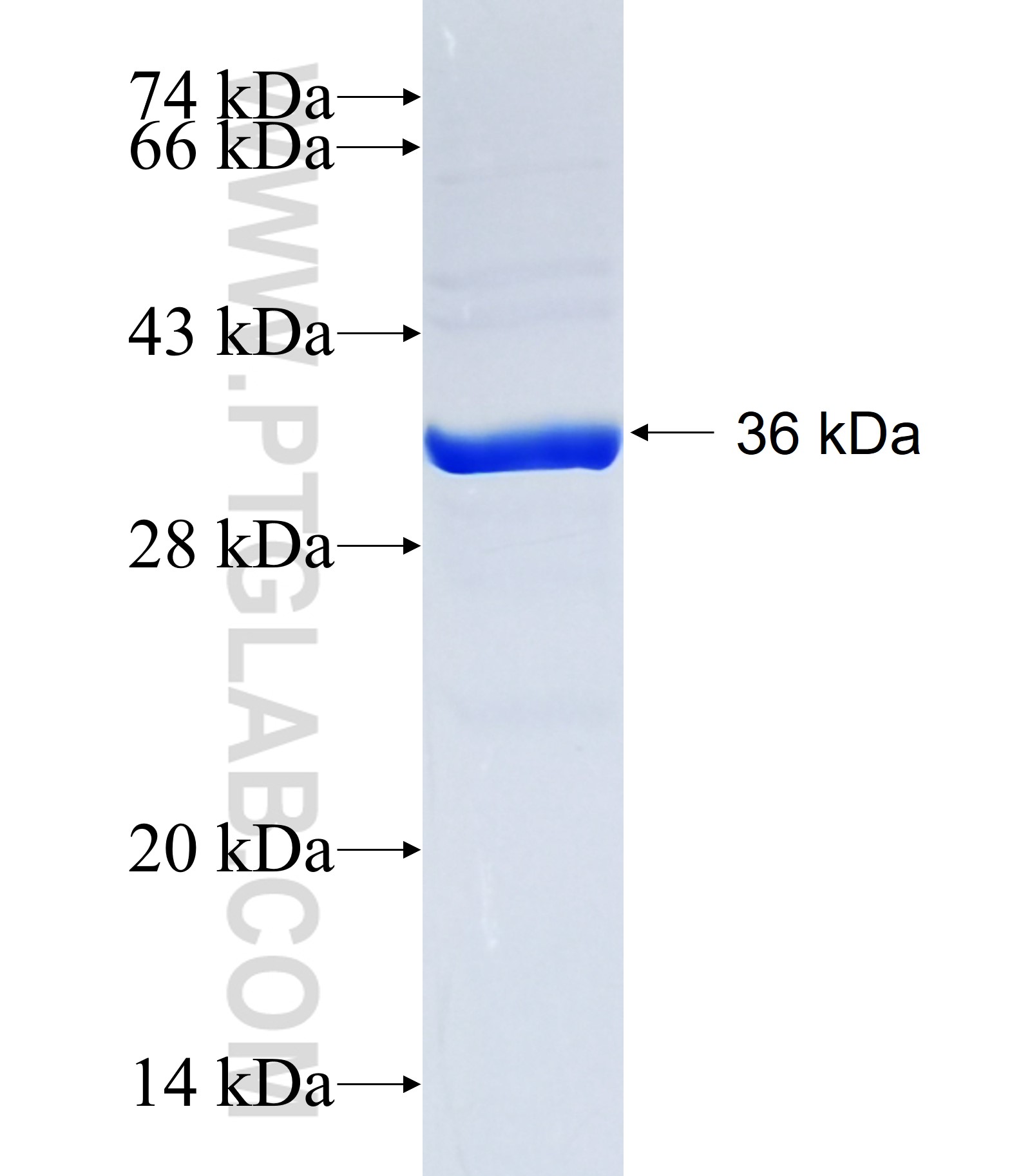 FPR2 fusion protein Ag34304 SDS-PAGE