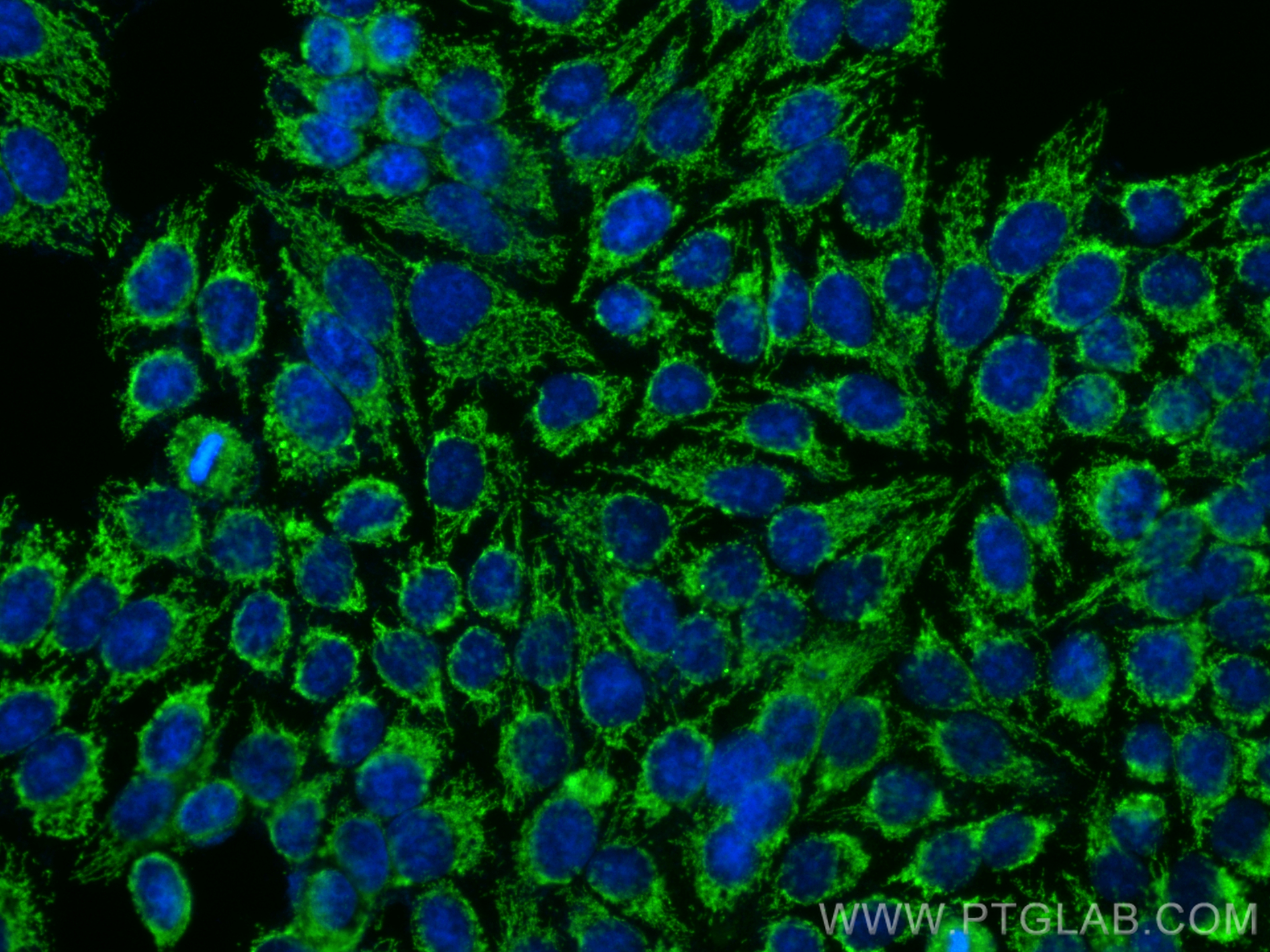 IF Staining of HepG2 using 13086-1-AP