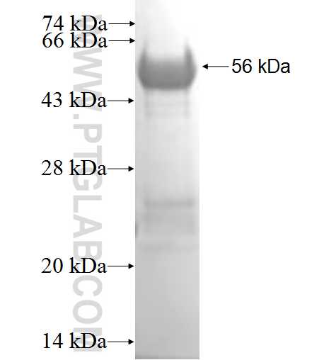FRK fusion protein Ag10024 SDS-PAGE