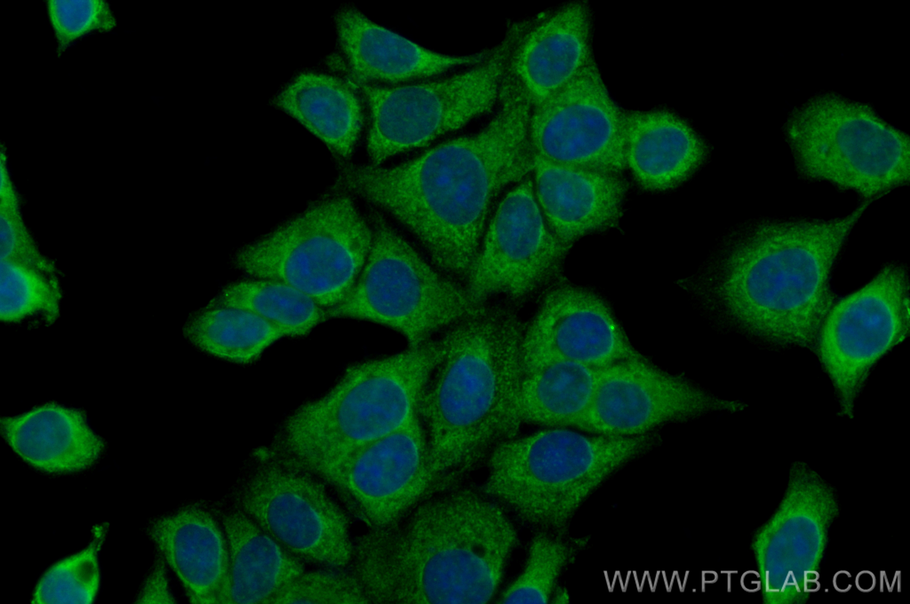 IF Staining of MCF-7 using CL488-11503