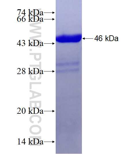 FRZB fusion protein Ag28141 SDS-PAGE