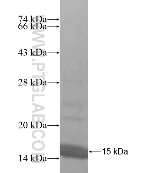 FSCN2 fusion protein Ag20613 SDS-PAGE