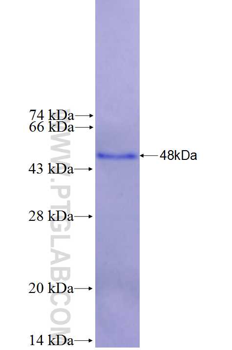 FSTL1 fusion protein Ag27095 SDS-PAGE