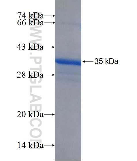 FSTL5 fusion protein Ag26587 SDS-PAGE