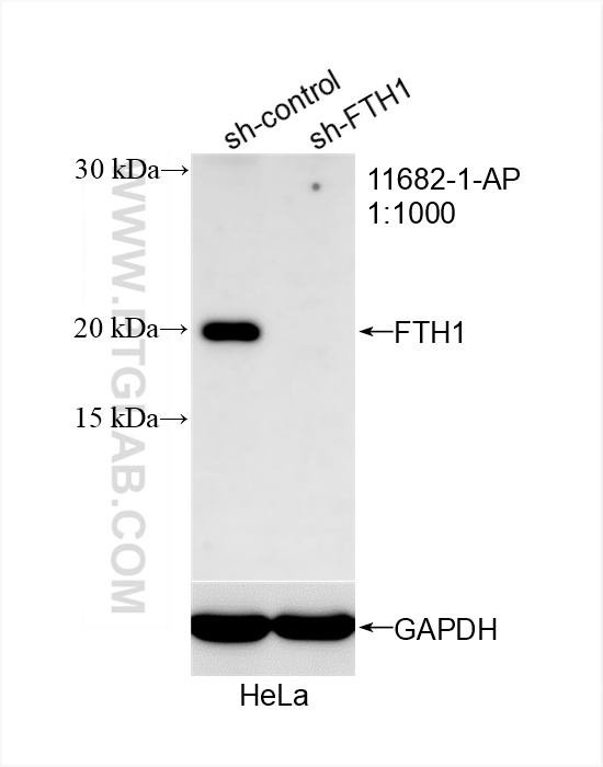 WB analysis of HeLa using 11682-1-AP