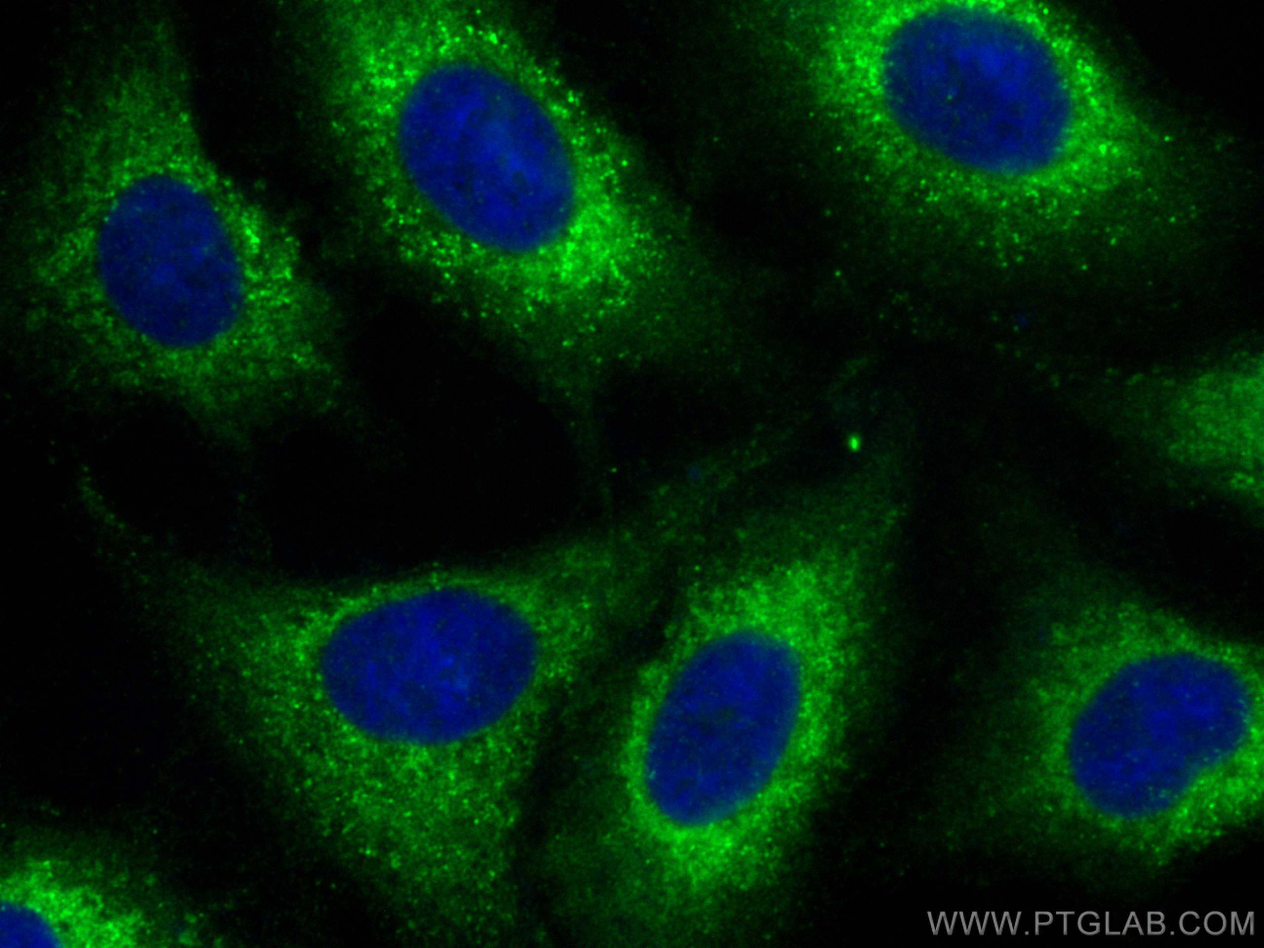 IF Staining of A549 using 10727-1-AP