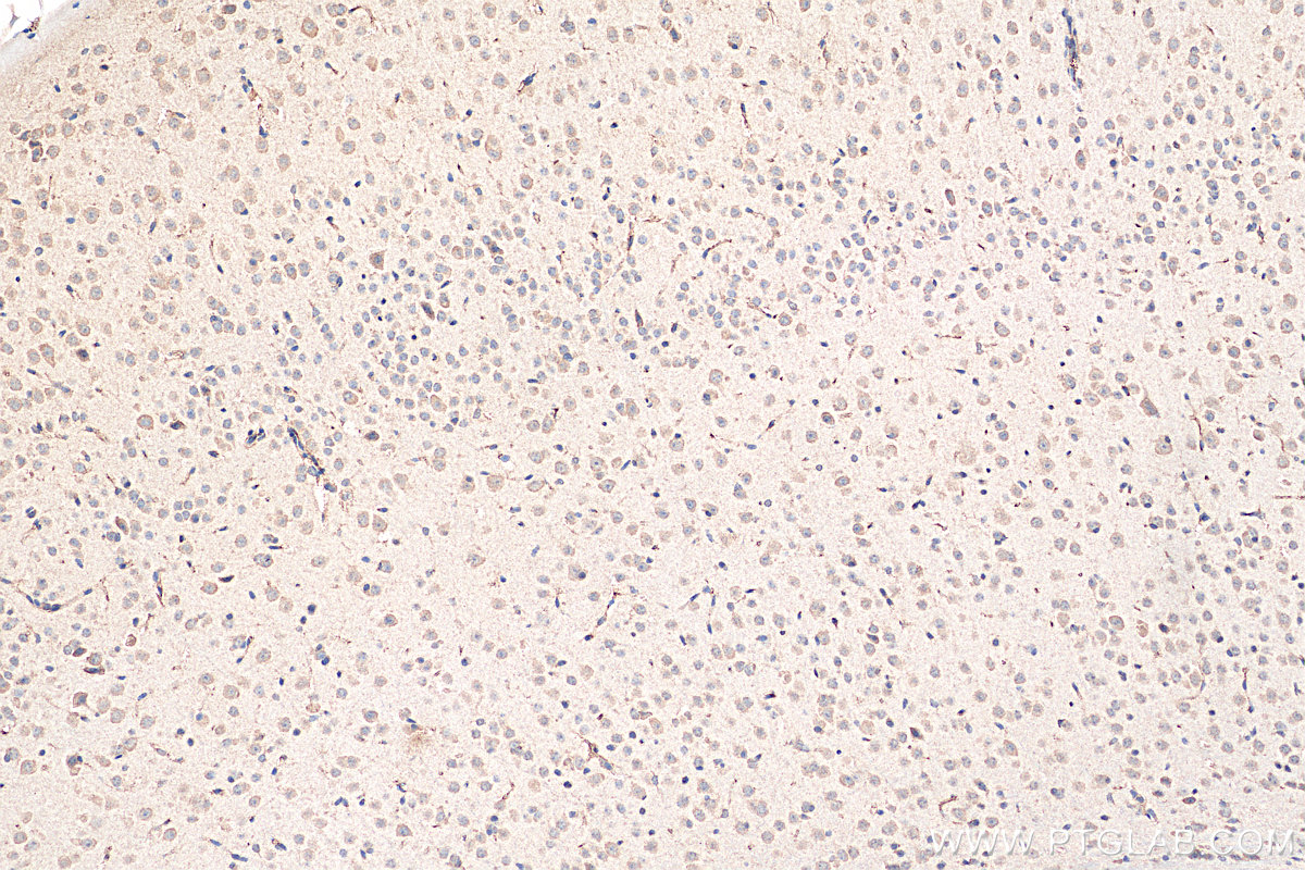 IHC staining of mouse brain using 68068-1-Ig (same clone as 68068-1-PBS)