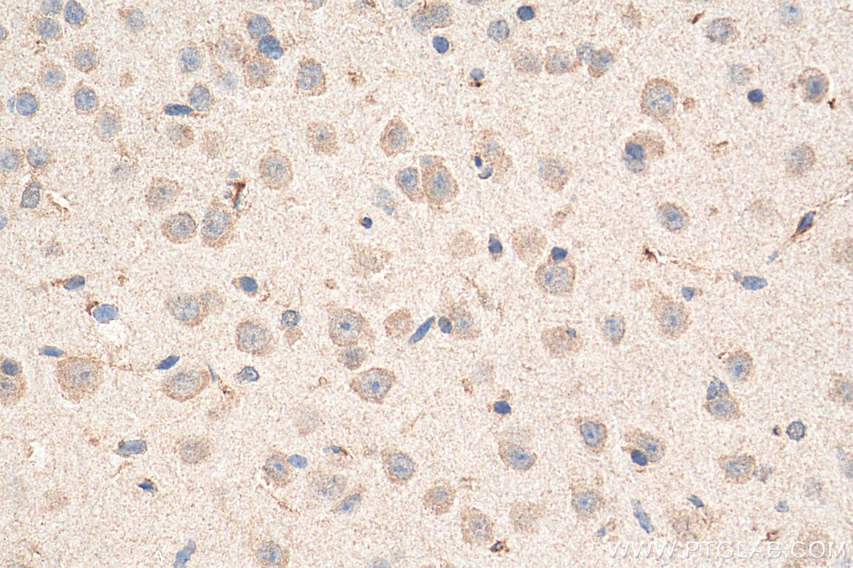 IHC staining of mouse brain using 68068-1-Ig (same clone as 68068-1-PBS)