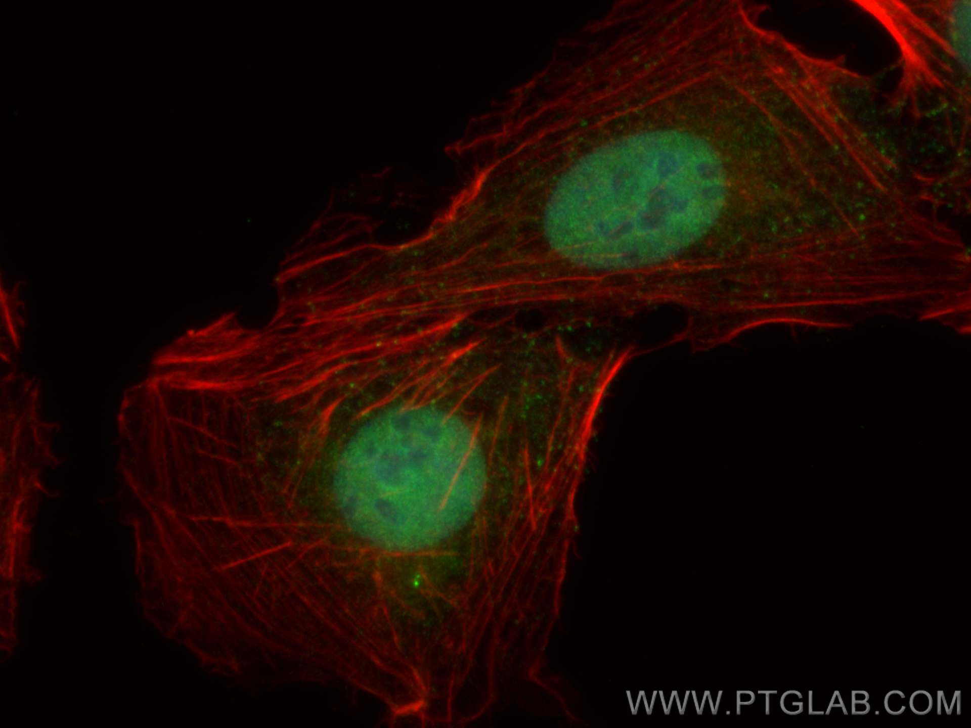 IF Staining of U2OS using CL488-27707