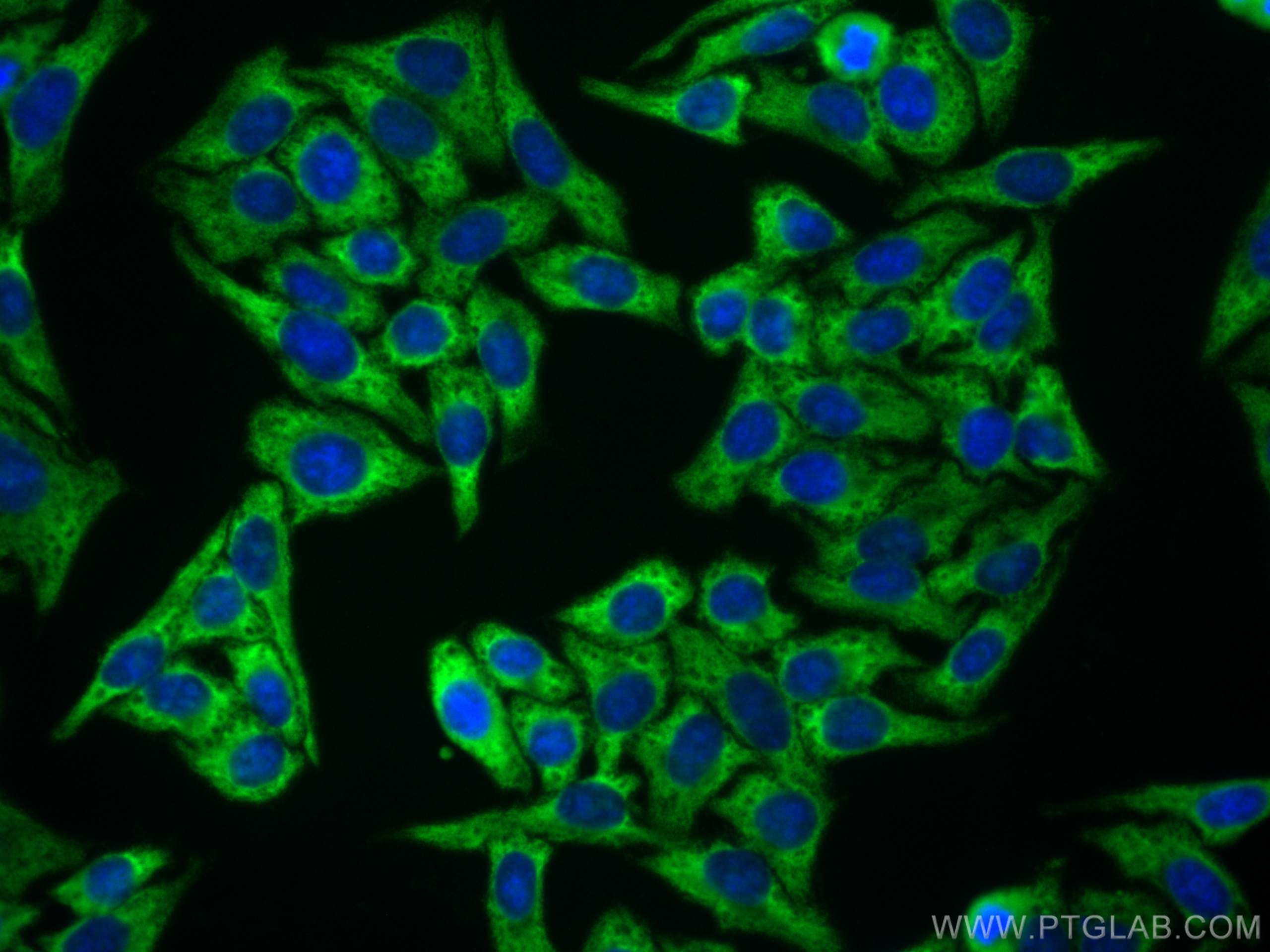 IF Staining of HepG2 using CL488-67251