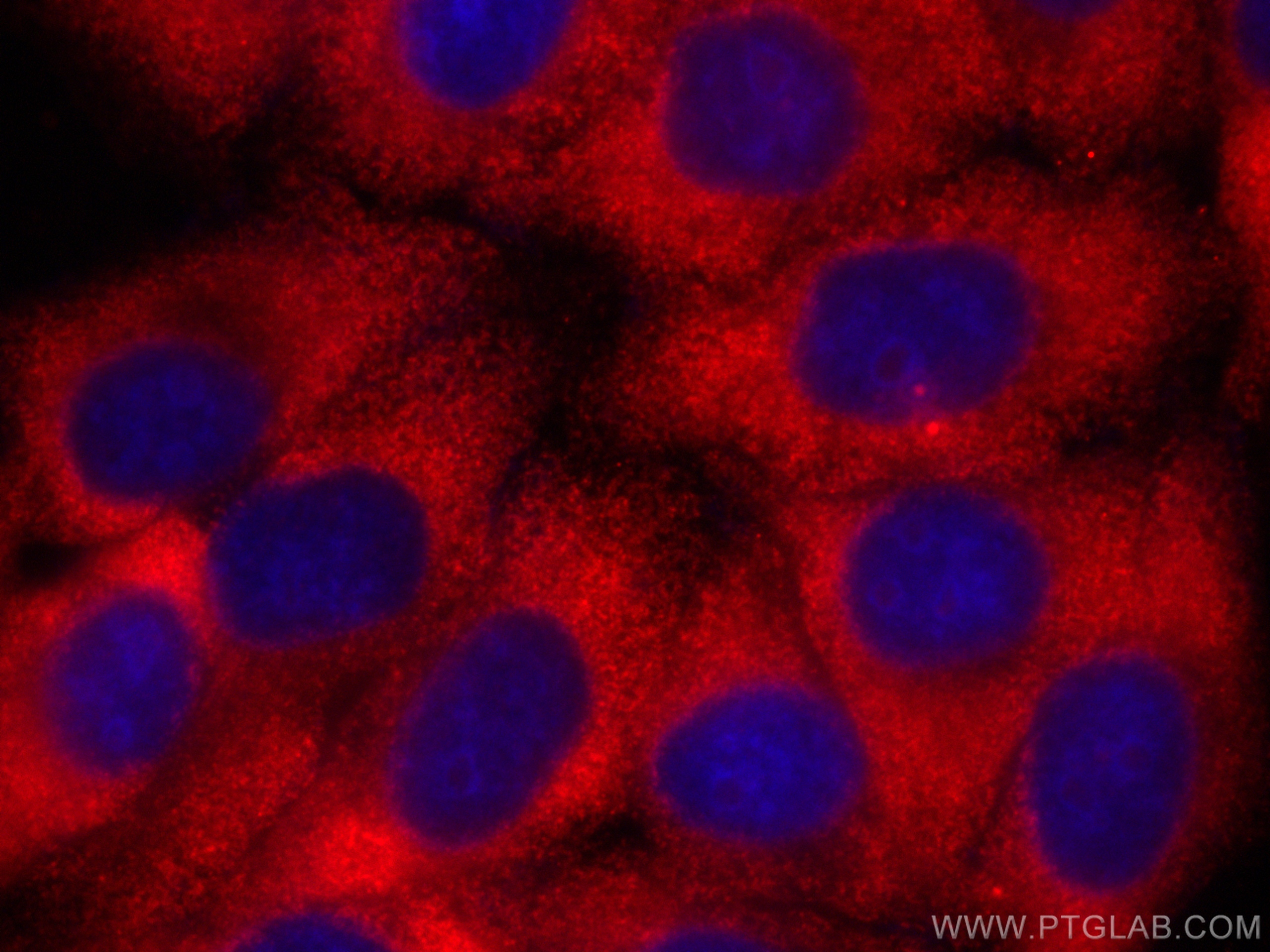 IF Staining of HepG2 using CL594-67251