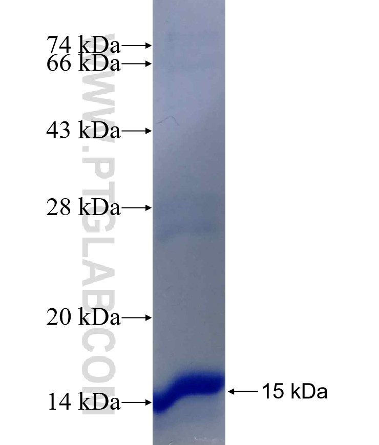 FUNDC1 fusion protein Ag29703 SDS-PAGE