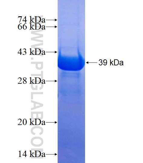 FUT1 fusion protein Ag12466 SDS-PAGE