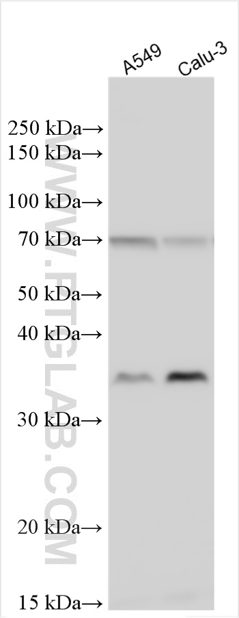 WB analysis using 20288-1-AP