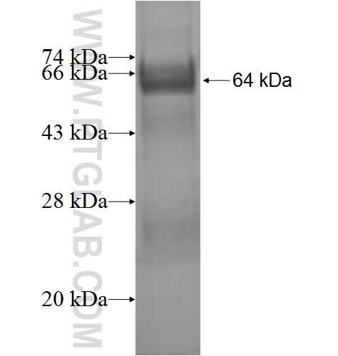 FUT6 fusion protein Ag9847 SDS-PAGE