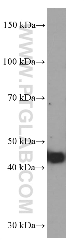 WB analysis of pig brain using 60230-1-Ig