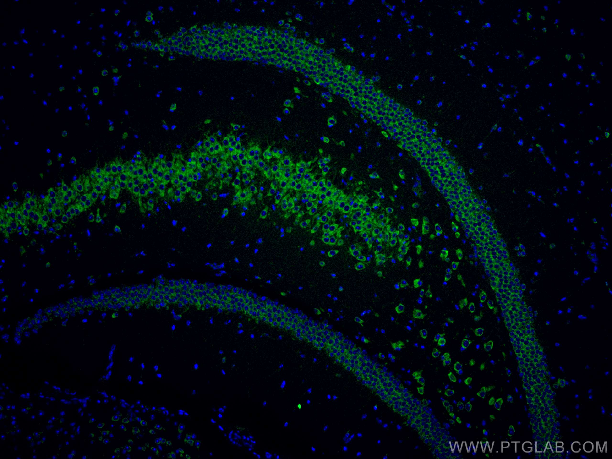 IF Staining of mouse brain using CL488-67813