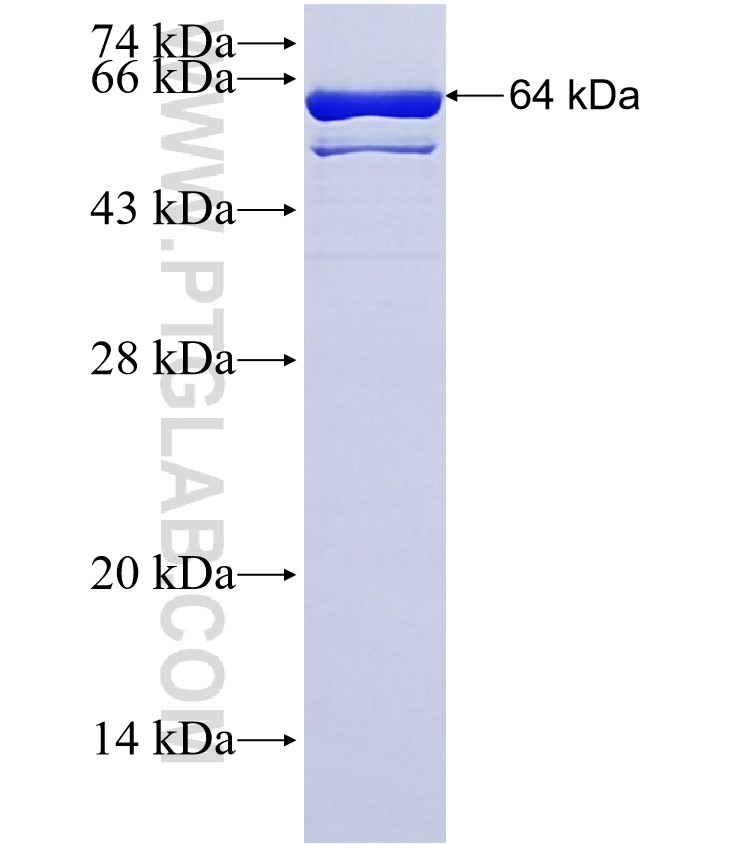 FXR1 fusion protein Ag3873 SDS-PAGE