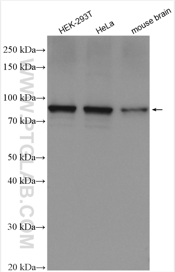 WB analysis using 12552-1-AP