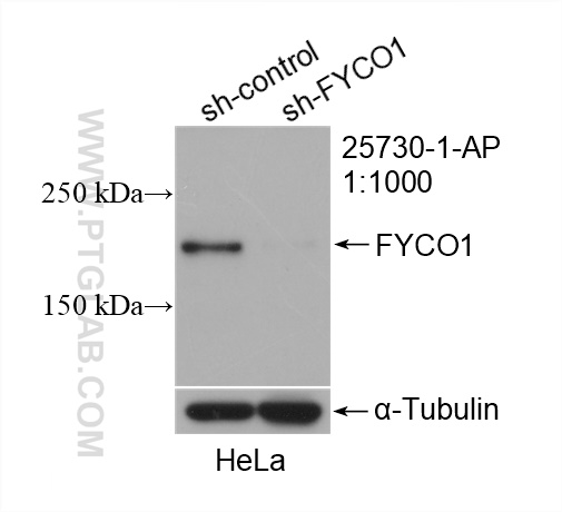 WB analysis of HeLa using 25730-1-AP