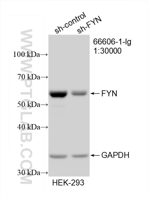 WB analysis of HEK-293 using 66606-1-Ig