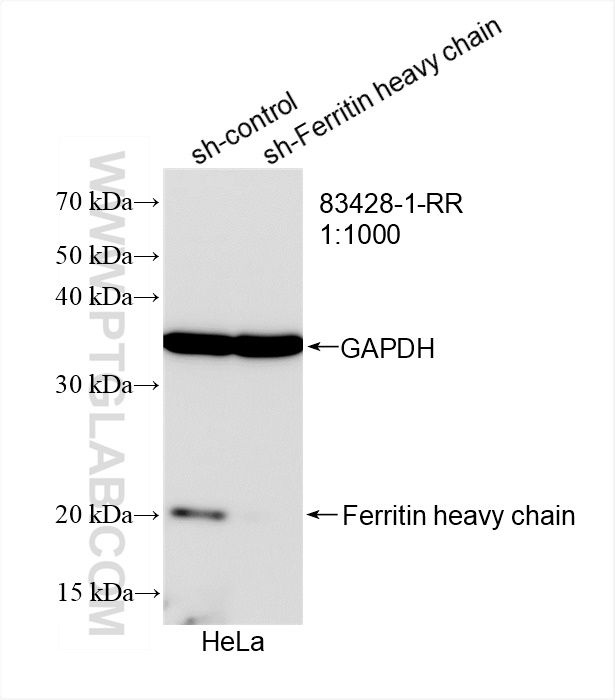 WB analysis of HeLa using 83428-1-RR