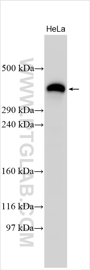 WB analysis using 29425-1-AP