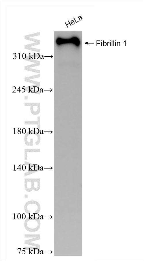 WB analysis of HeLa using 83836-4-RR