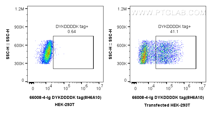 FC experiment of Transfected HEK-293 using 66008-4-Ig