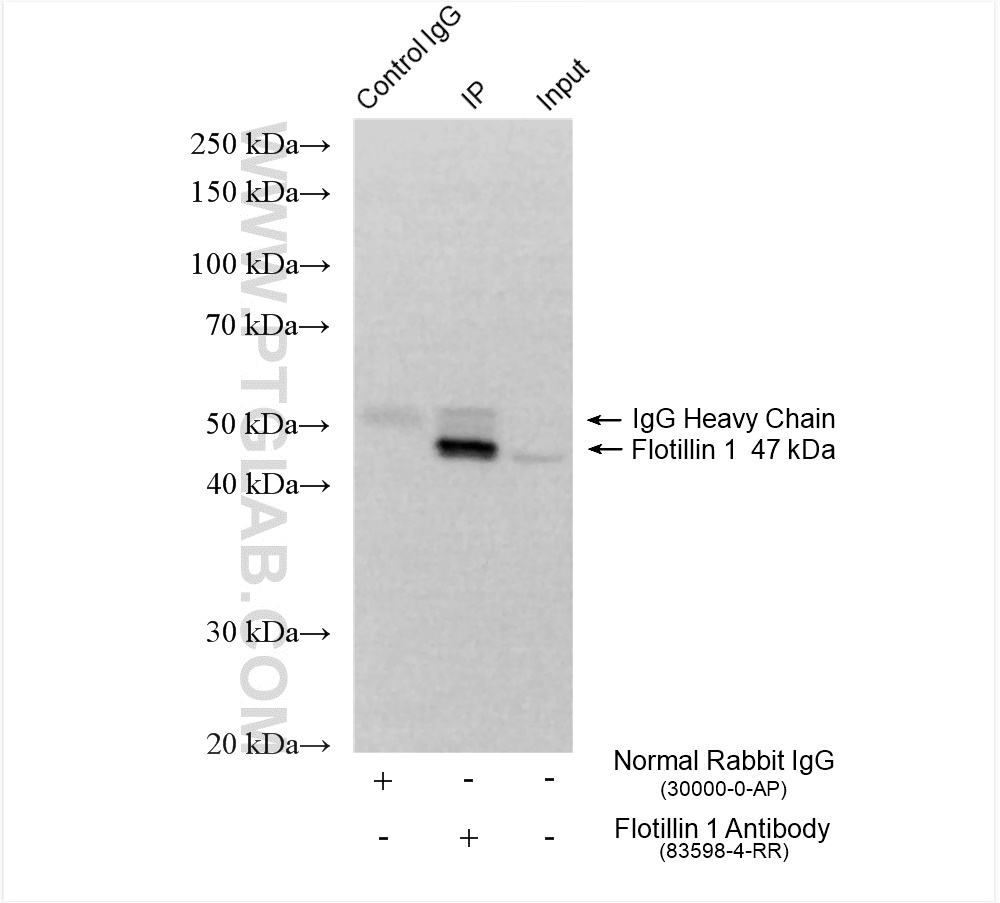 IP experiment of mouse brain using 83598-4-RR