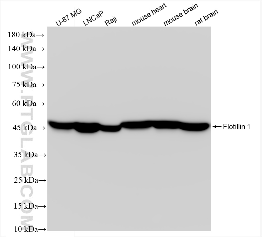 WB analysis using 83598-4-RR