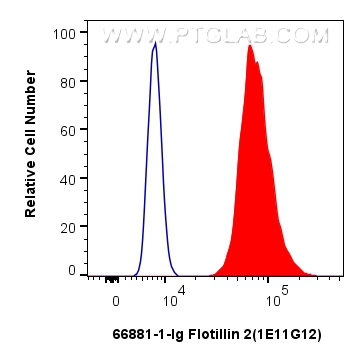 FC experiment of HeLa using 66881-1-Ig