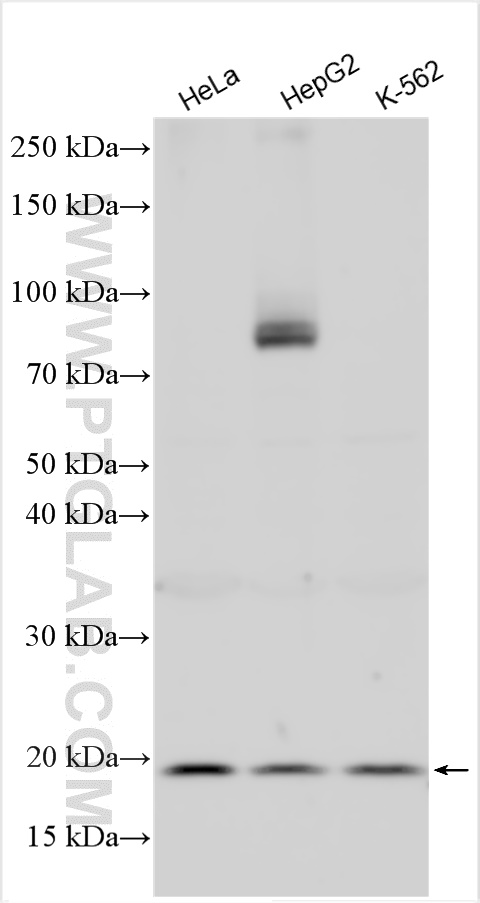 WB analysis using 30415-1-AP