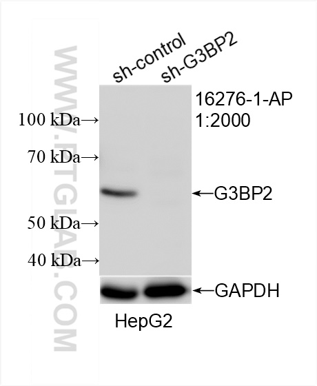 WB analysis of HepG2 using 16276-1-AP