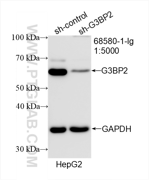 WB analysis of HepG2 using 68580-1-Ig (same clone as 68580-1-PBS)