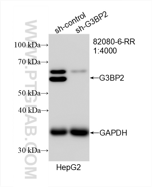 WB analysis of HepG2 using 82080-6-RR (same clone as 82080-6-PBS)