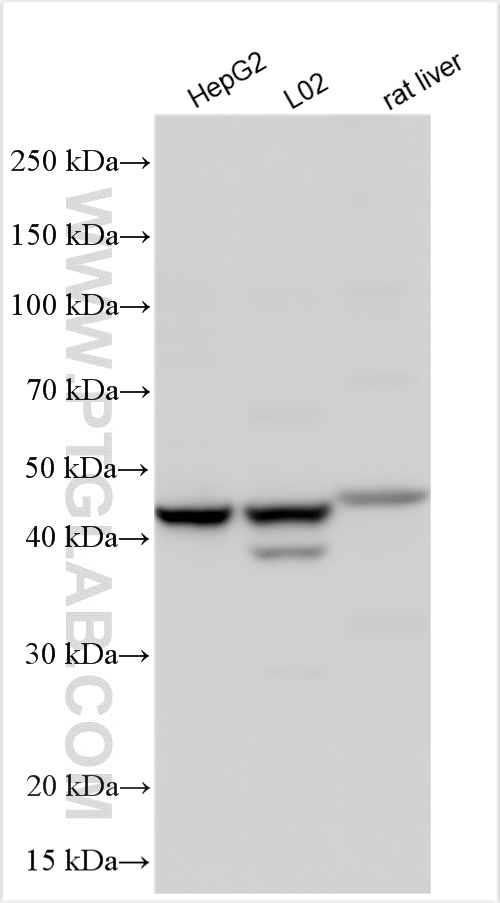 WB analysis using 25771-1-AP