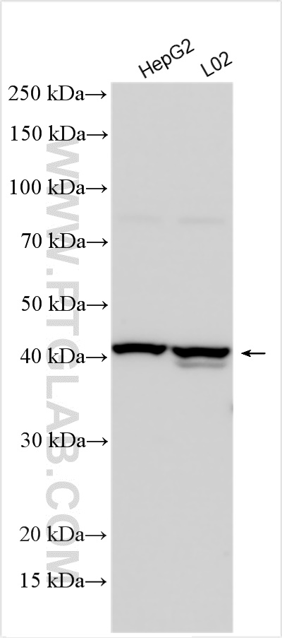 WB analysis using 29084-1-AP