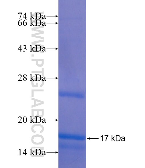 G6PC3 fusion protein Ag21103 SDS-PAGE