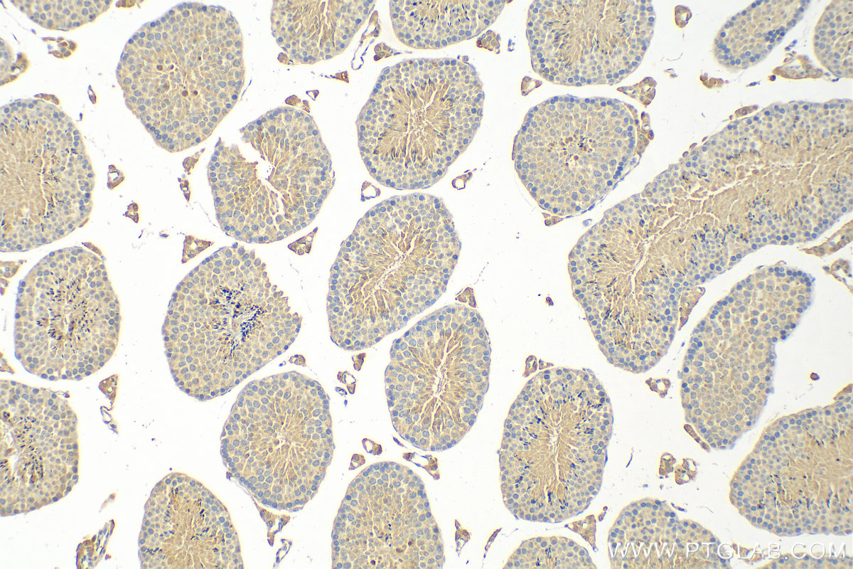 IHC staining of mouse testis using 20087-1-AP