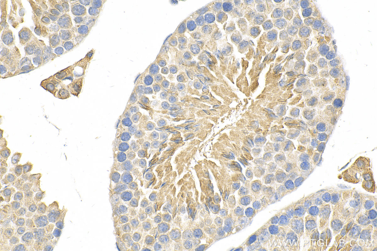 IHC staining of mouse testis using 20087-1-AP