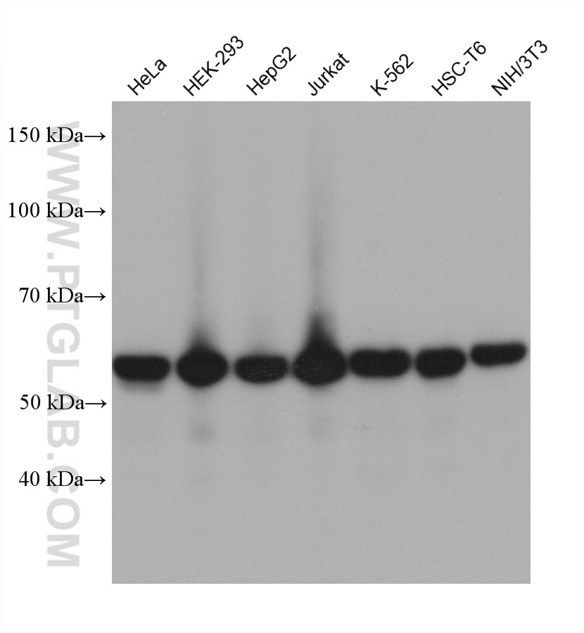 WB analysis using 68645-1-Ig